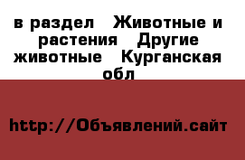  в раздел : Животные и растения » Другие животные . Курганская обл.